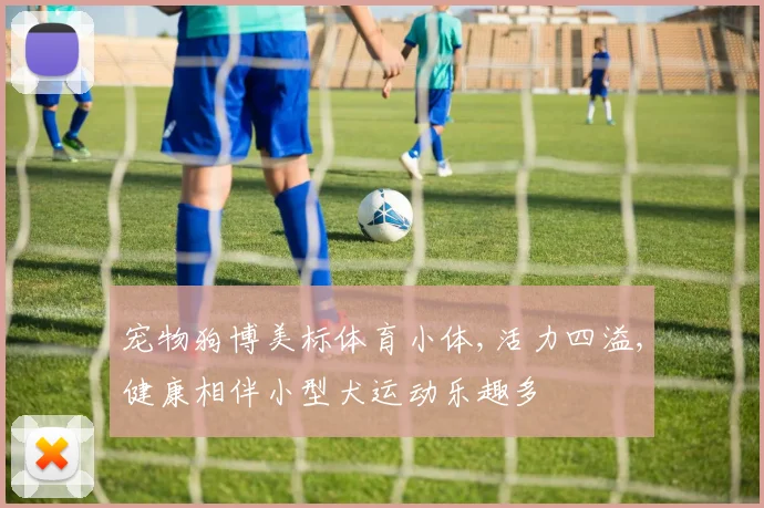 宠物狗博美标体育小体,活力四溢,健康相伴小型犬运动乐趣多